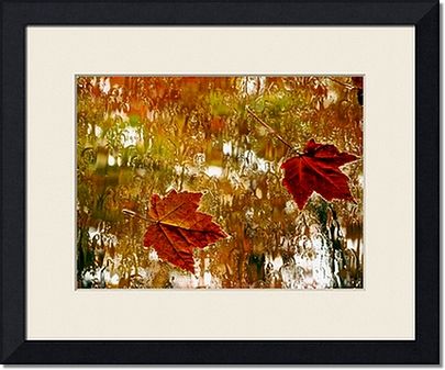 Rainy Maples Leaves Framed Prints