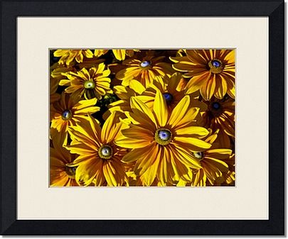Framed Prints of Yellow Daisies