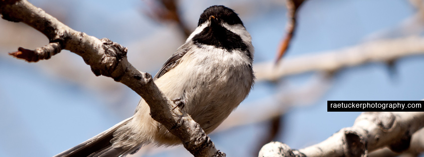 Black Capped Chickadee Facebook Banner