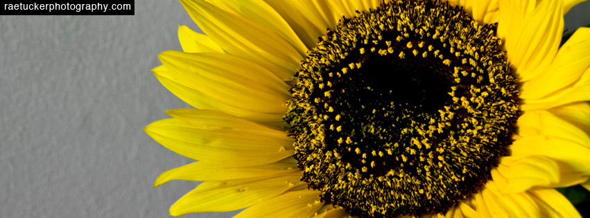 Sunflower Facebook Banner Download