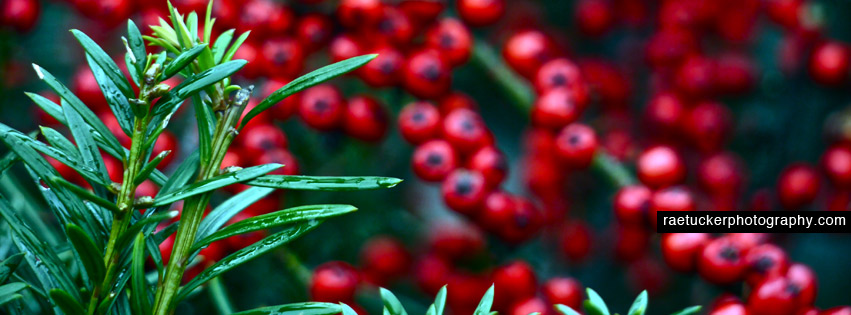 Cedar and berries winter facebook banner
