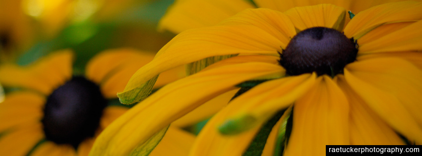 Yellow Flowers Free Facebook Banner