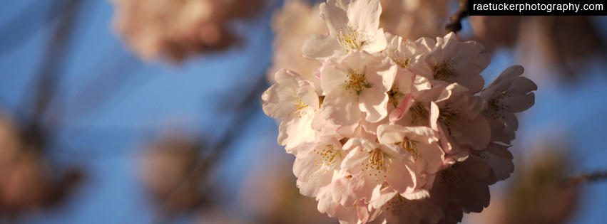 Cherry Blossoms Free Facebook Timeline Banner