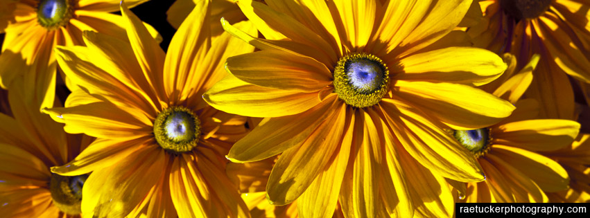 Yellow Daisies Free Facebook Banner