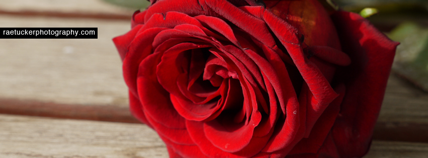 A red rose free facebook banner