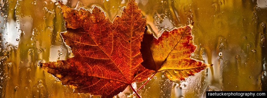 Autumn Maple Leaves Free Facebook Timeline Banner