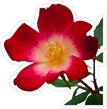 Wild Rose Flower Sticker