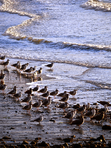 Seagulls standing before the tide on English Bay Beach in Vancouver, British Columbia, Canada