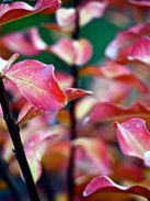 autumn leaves