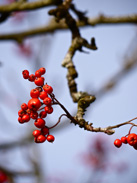 autumn tree