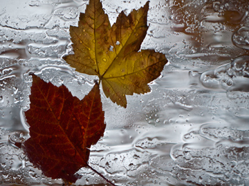 Red and yellow maple leaves on a rainy window