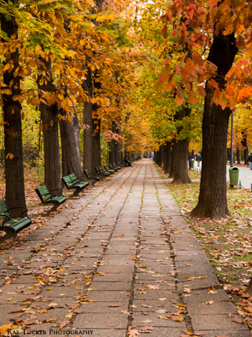 A walkway running through a park during the autumn in Bucharest, Romania
