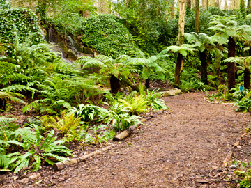 The Fern Garden at the Blarney Castle in Ireland.