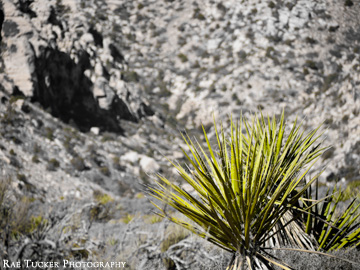 A green desert plant against and black and white backdrop