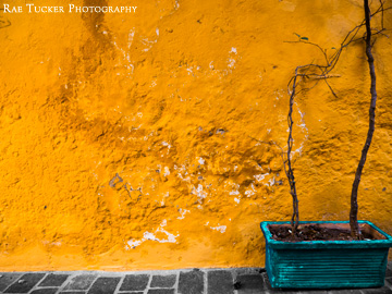 A yellow, stone wall hosts a turquoise-potted plant.