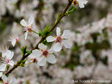 Spring Blossoms in Bologna, Italy