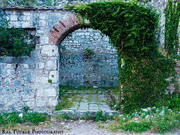 Vines overgrown on the Kotor fortress in Montenegro