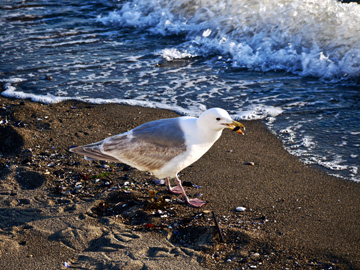 Seagull standing on the beach