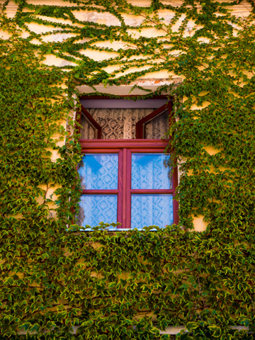 A red-framed window overgrown with ivy