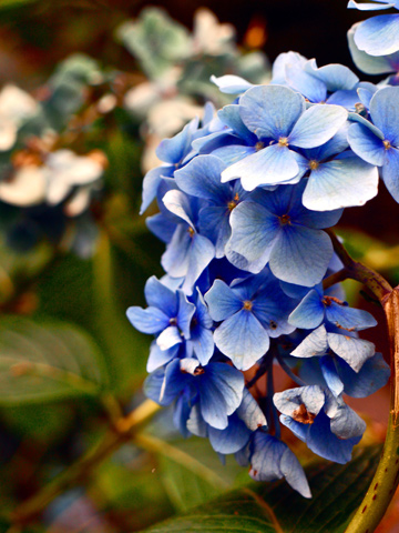 Blue hyacinth in Stanley Park, Vancouver