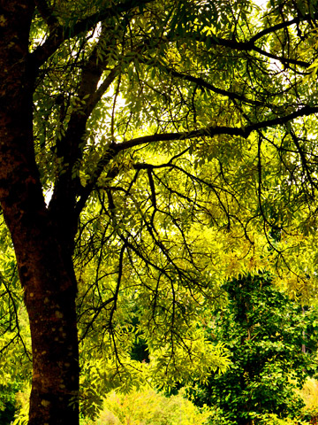 Trees in Stanley Park, Vancouver in the early autumn
