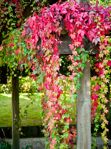 Autumn foliage on display in VanDusen Gardens in Vancouver, Canada