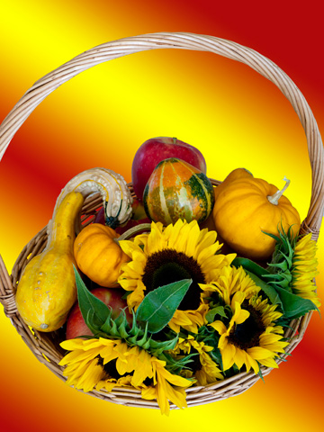 Sunflowers, pumpkins, gourds and apples in a wicker basket