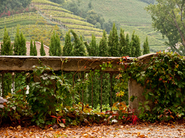 Autumn colors tinge the ivy climbing over a fence in South Tyrol