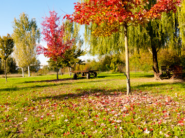 The autumn-draped grounds of an acetaia in Modena, Italy