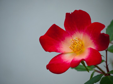 A wild rose in Cesenatico, Italy