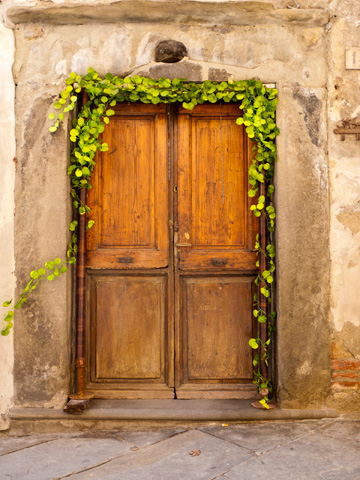 A wooden door is adorned with a crawling vine in Cortona, Italy