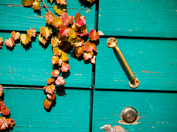 Autumn ivy crawls of a turquoise shed door