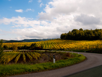 A road winds through Tuscan vineyards in the autumn.