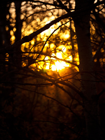 The sunsets through these poplar trees in rural Manitoba.