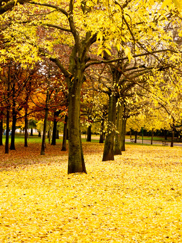 Autumn foliage in a park in Emilia Romagna, Italy