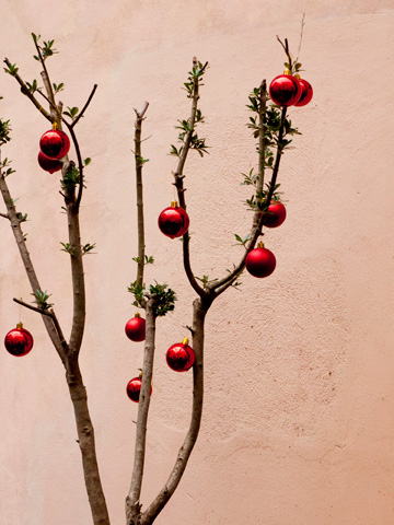 A holiday tree in Rome, Italy