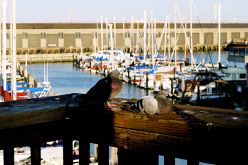 Pigeons basking in the glow of the late evening sun in San Francisco, USA