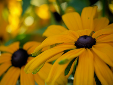 Black-eyed susans during an autumn bloom