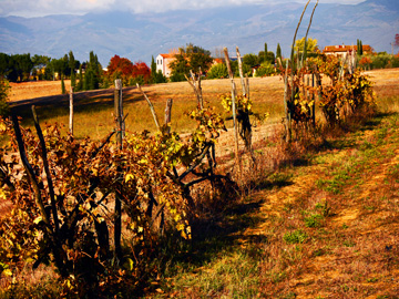 Autumn in Tuscany, just outside of Bucine, Italy