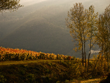 The light of the setting sun illuminates this vineyard in Italy.