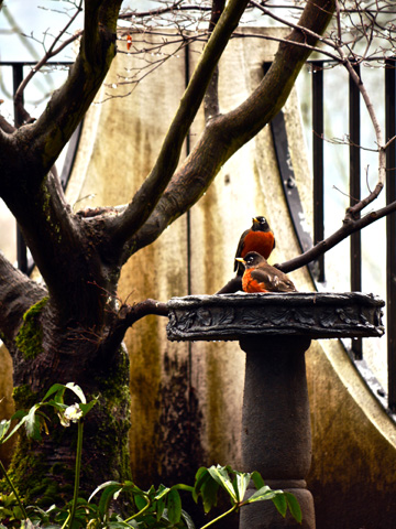 Robins bath themselves in Vancouver during the early spring.