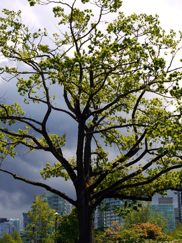 A spring tree sitting between Stanley Park and the West End of Vancouver, Canada