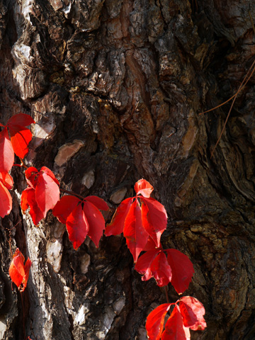 A tree truck with red, autumn leaves
