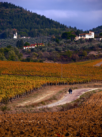 A dirt road cutting through tuscan vineyards and olive groves outside of Sieci, Italy.