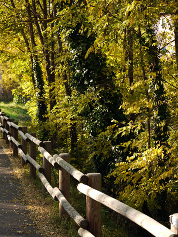 Autumn countryside road in Bucine, Italy