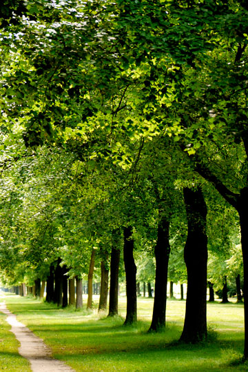 Forest path in Great Garden in Dresden, Germany