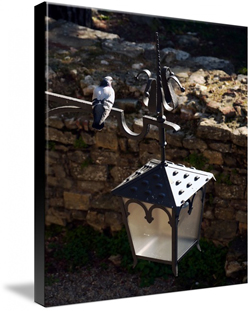 Pigeon Lantern Canvas Prints