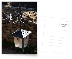 Pigeon Lantern Postcards