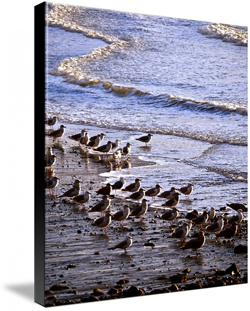 Seagull Beach Canvas Prints
