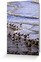 Seagull Beach Greeting Cards